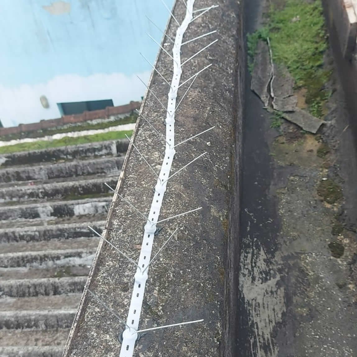 Manejo de pombos