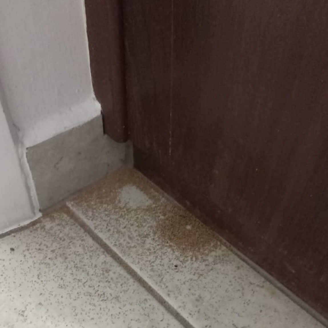 Dedetização e Descupinização